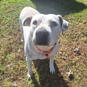 Rescue Mixed Breed Dogs for Adoption in Cape Girardeau, Missouri - Coqueta | PetCurious