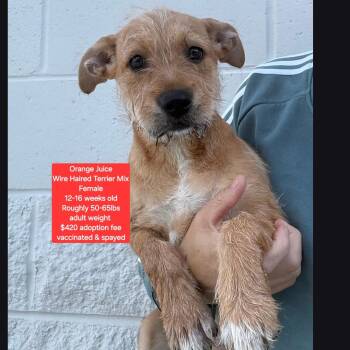 Wirehaired Terrier Dogs Available for Adoption in Oviedo, Florida - Orange Juice | PetCurious