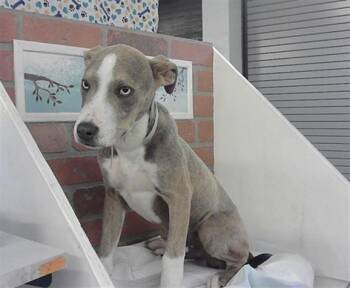 Staffordshire Bull Terrier and Mixed Breed Dogs Available for Adoption in Houston, Texas - A2070091 | PetCurious