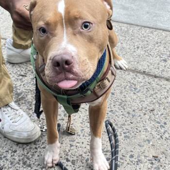SugarFoot -  Pit Bull Terrier Dog for Adoption in Philadelphia, Pennsylvania - SugarFoot | PetCurious