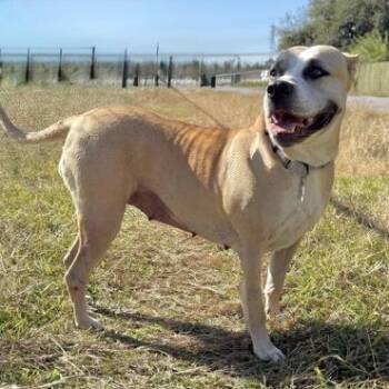 Wynn -  Mixed Breed Dog for Adoption in Houston, Texas - Wynn | PetCurious