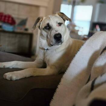 Great Pyrenees and German Shepherd Dog Dogs Available for Adoption in Joshua, Texas - Jack | PetCurious