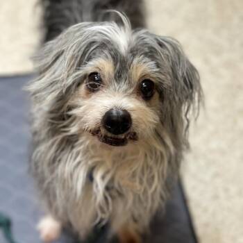 Chickpea -  Terrier and Mixed Breed Dog for Adoption in Kanab, Utah - Chickpea | PetCurious