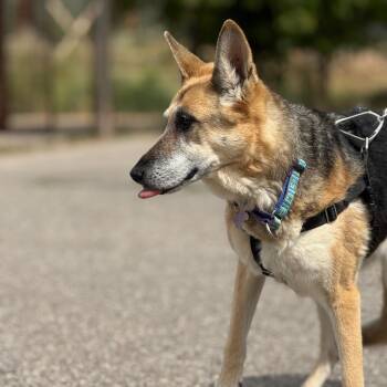 Roxie -  German Shepherd Dog Dog for Adoption in Glenwood Springs, Colorado - Roxie | PetCurious