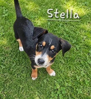 Stella -  Mixed Breed Dog for Adoption in Dorr, Michigan - Stella | PetCurious