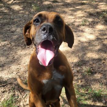 Rescue Boxer and Bloodhound Dogs for Adoption in Wadena, Minnesota - Rita | PetCurious