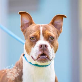 Lilo Girl -  Pit Bull Terrier and Mixed Breed Dog for Adoption in Honolulu, Hawaii - Lilo Girl | PetCurious