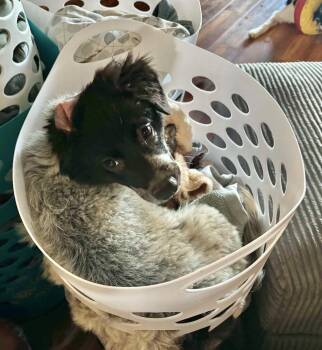 Oreo -  Cattle Dog and Border Collie Dog for Adoption in Springville, New York - Oreo | PetCurious