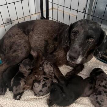 Mollie Mae -  Catahoula Leopard Dog Dog for Adoption in Grand Bay, Alabama - Mollie Mae | PetCurious