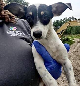 A657364 -  Chihuahua and Rat Terrier Dog for Adoption in Houston, Texas - A657364 | PetCurious