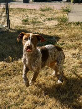 Greg -  Mixed Breed Dog for Adoption in Newberg, Oregon - Greg | PetCurious