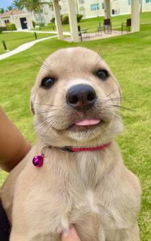 Labrador Retriever and Shepherd Dogs Available for Adoption in Isabela, Isabela - Ms. Biscuit - Loves People, Girl Puppy *LOW FEE* | PetCurious