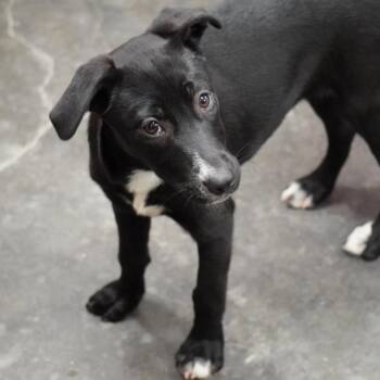 Orchid -  Black Labrador Retriever Dog for Adoption in Evensville, Tennessee - Orchid | PetCurious
