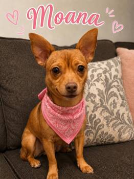Moana -  Chihuahua Dog for Adoption in Liverpool, Texas - Moana | PetCurious
