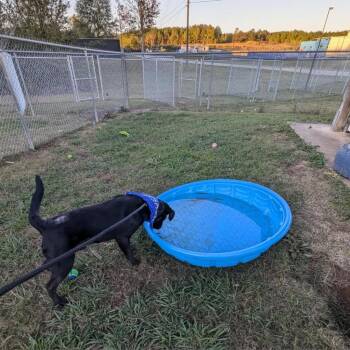 Fright -  Mixed Breed Dog for Adoption in Columbiana, Alabama - Fright | PetCurious