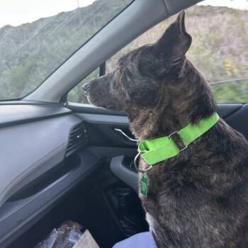 Leah -  Shepherd Dog for Adoption in San Diego, California - Leah | PetCurious