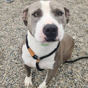 Fido -  Pit Bull Terrier Dog for Adoption in Fort Wayne, Indiana - Fido | PetCurious