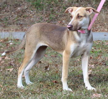 Rescue Terrier and Husky Dogs for Adoption in Prattville, Alabama - Dalilah 42803 | PetCurious