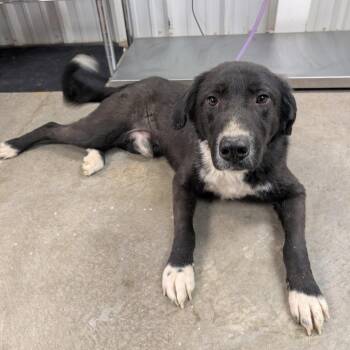 Great Pyrenees and Mixed Breed Dogs Available for Adoption - Wolf | PetCurious