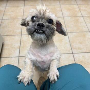 Peter Pan -  Bichon Frise Dog for Adoption in Pekin, Illinois - Peter Pan | PetCurious