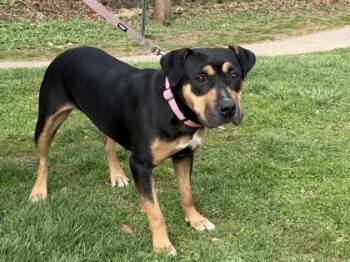 Mixed Breed Dogs Available for Adoption - Florence | PetCurious