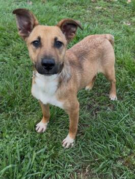 Labrador Retriever and Mixed Breed Dogs Available for Adoption in Conroe, Texas - SILAS | PetCurious