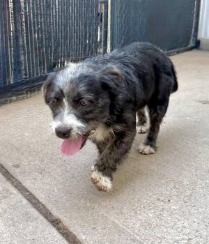 Morse -  Dachshund and Terrier Dog for Adoption in Richmond, Texas - Morse | PetCurious