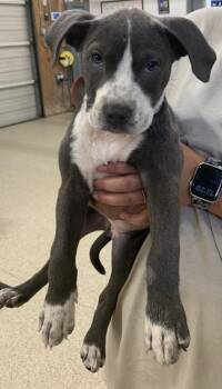 Gretel -  Pit Bull Terrier and Mixed Breed Dog for Adoption in Conway, Arkansas - Gretel | PetCurious