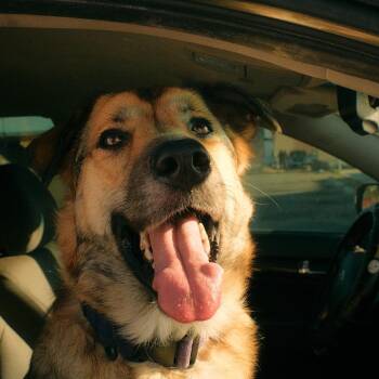 Juno -  German Shepherd Dog Dog for Adoption in Pasadena, California - Juno | PetCurious