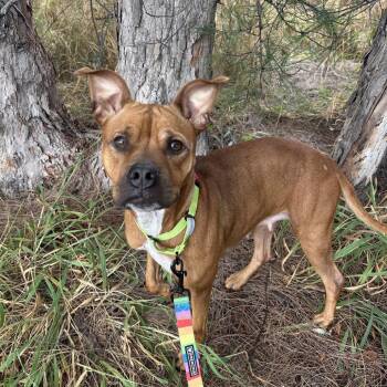 Mixed Breed Dogs Available for Adoption - Michelle | PetCurious