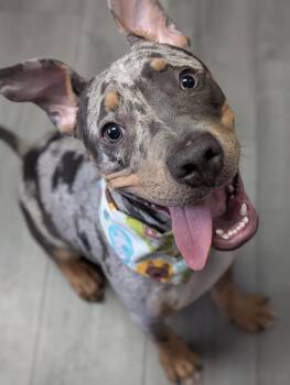 Hobbs -  American Bully Dog for Adoption in Plainfield, New Jersey - Hobbs | PetCurious