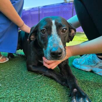 Victoria -  Mixed Breed Dog for Adoption - Victoria | PetCurious