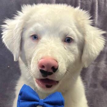 Rescue Australian Shepherd Dogs for Adoption in Lodi, California - Echo | PetCurious