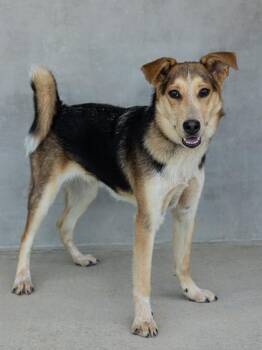 Churro -  Mixed Breed and Catahoula Leopard Dog Dog for Adoption in Longmont, Colorado - Churro | PetCurious