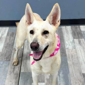 Luna -  German Shepherd Dog Dog for Adoption in Lufkin, Texas - Luna | PetCurious