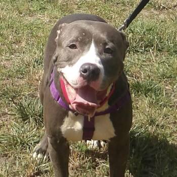 June -  Pit Bull Terrier Dog for Adoption in Gloucester, Virginia - June | PetCurious