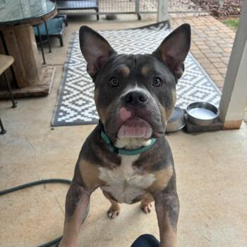 Rescue American Bully Dogs for Adoption in Monroe, North Carolina - Blue | PetCurious