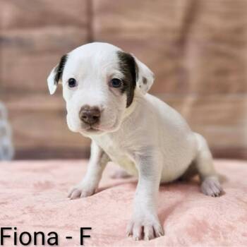 Pit Bull Terrier and Mixed Breed Dogs Available for Adoption in Griswold, Connecticut - Fiona | PetCurious