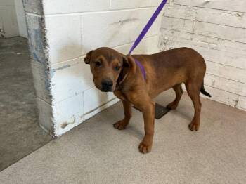 Rhodesian Ridgeback and Mixed Breed Dogs Available for Adoption in San Bernardino, California - JAEGER | PetCurious