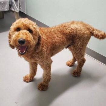 Simon (7158) -  Standard Poodle Dog for Adoption in Lake City, Michigan - Simon (7158) | PetCurious