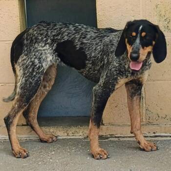 Ida -  Bluetick Coonhound Dog for Adoption in Columbia, Missouri - Ida | PetCurious