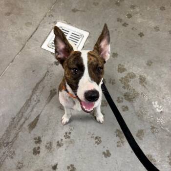 Yoyo -  Cattle Dog and Mixed Breed Dog for Adoption in Emporia, Kansas - Yoyo | PetCurious