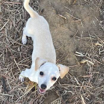 Ella -  Chihuahua Dog for Adoption in Sadler, Texas - Ella | PetCurious