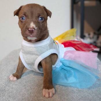 Rescue Pit Bull Terrier Dogs for Adoption in Austin, Texas - Chappell Bone | PetCurious