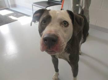 A383507 -  Staffordshire Bull Terrier Dog for Adoption in Ocala, Florida - A383507 | PetCurious