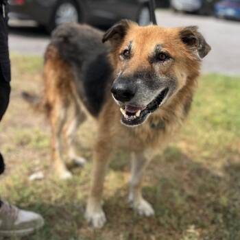 Gary -  German Shepherd Dog Dog for Adoption in Edinburg, Texas - Gary | PetCurious