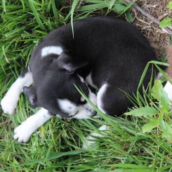Lil Doc -  Beagle and Chihuahua Dog for Adoption in Mcpherson, Kansas - Lil Doc | PetCurious