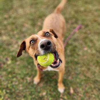 Felice -  Mixed Breed and Labrador Retriever Dog for Adoption in Mississauga, Ontario - Felice | PetCurious