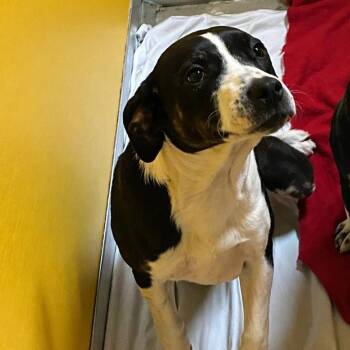 Mixed Breed Dogs Available for Adoption in Elyria, Ohio - Rhea | PetCurious