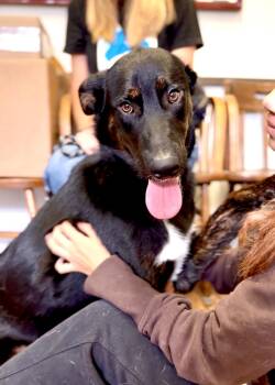 Twinkle -  German Shepherd Dog and Mixed Breed Dog for Adoption in Thousand Oaks, California - Twinkle | PetCurious